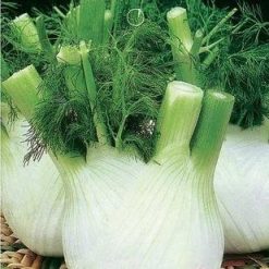 Europe Fragrant Bulb Fennel Seeds Organic Vegetable Seeds