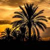 Exotic Palm Tropical Outdoor Evergreen Fan-shaped Bonsai Seeds