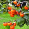 Exotic Persimmon Fruit Seeds Outdoor Juicy Seeds Seeds Home Gard