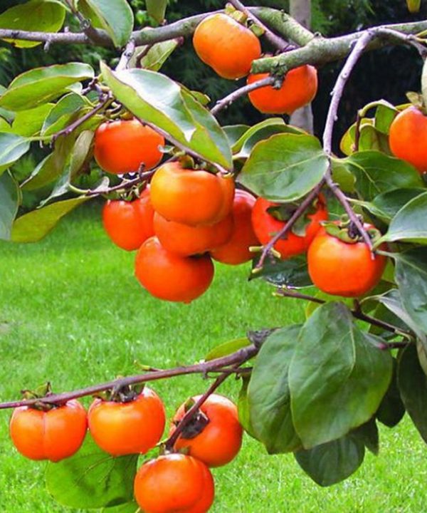 Exotic Persimmon Fruit Seeds Outdoor Juicy Seeds Seeds Home Gard