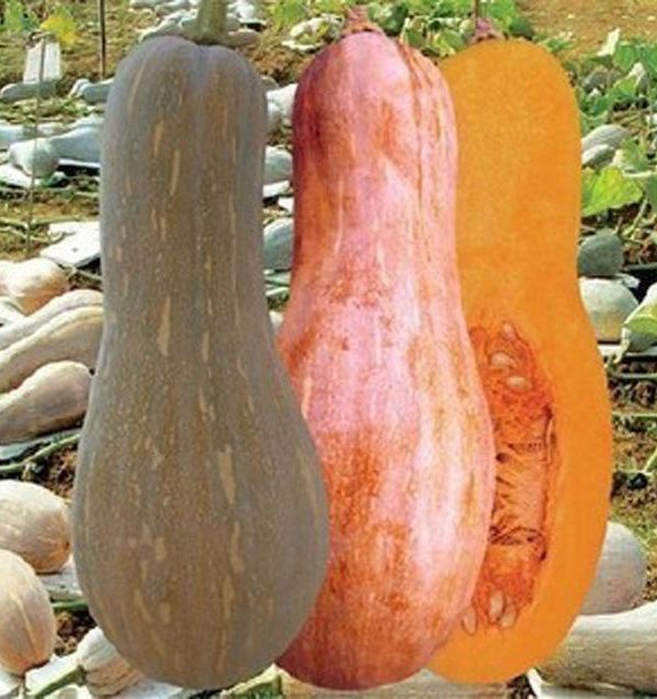 Featured Honey Pumpkin Seeds Organic Vegetable Seeds