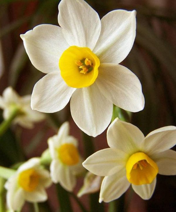 Flower Daffodil Seeds Bonsai Flower Seeds Aquatic Plants Seeds