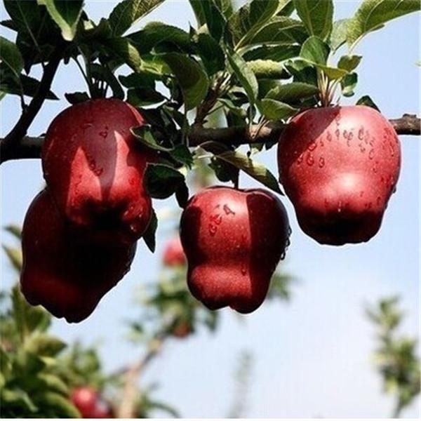 Four Seasons potted Apple tree bonsais balcony vegetables fruits