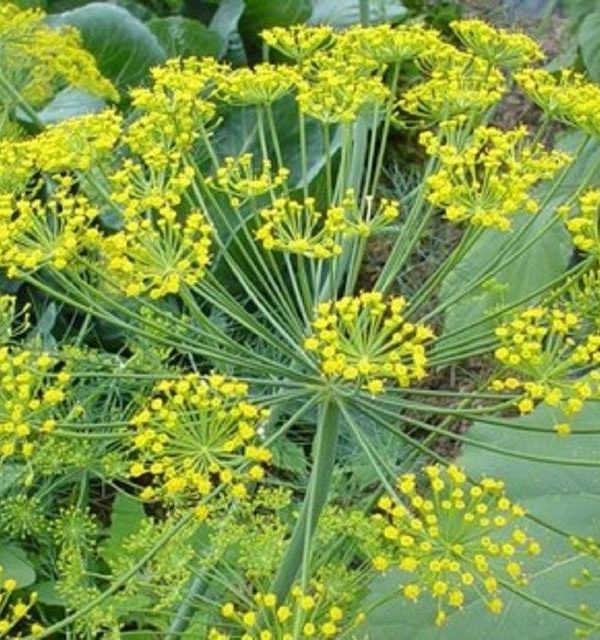 France dill / Fennel / vanilla Seeds / French essential spices