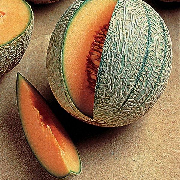 French Orange Hybrid Bitter Melon Seeds