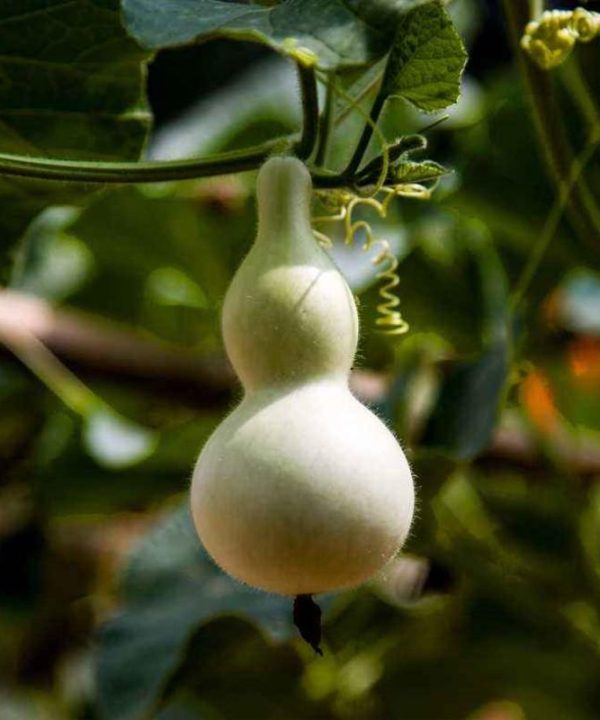 Fruitplant and vegetableplant, Po Lo gourd planthell gourd germi