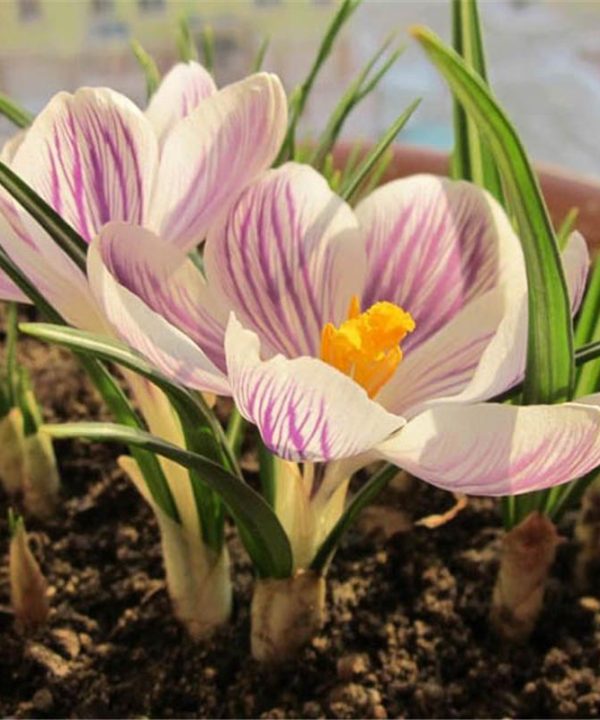 Garden Dutch Saffron Seeds Courtyard Decroation Plants Flowers