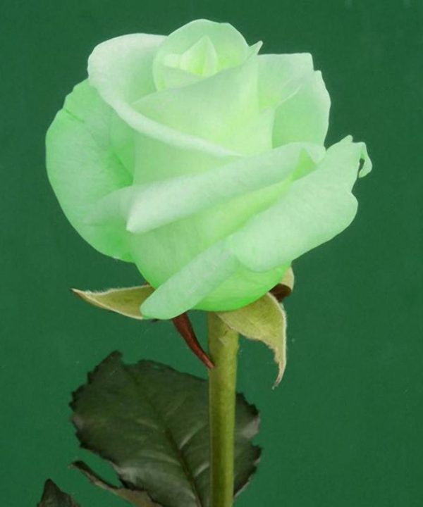 Garden Rose Seeds Flower Bonsai Perennial Plants Seed