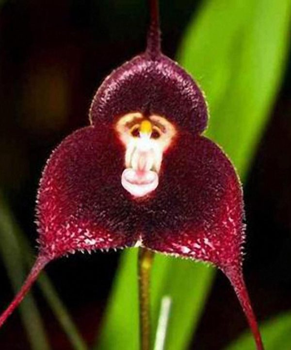 Garden Seeds Flower Monkey Face Orchids Seeds Multiple