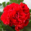 Geranium Seeds Rare Bonsai Flower Seeds Home Garden