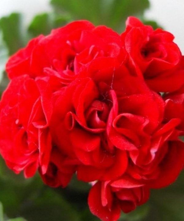 Geranium Seeds Rare Bonsai Flower Seeds Home Garden