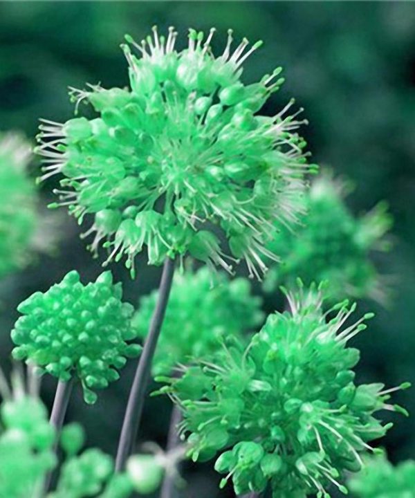 Giant Allium Giganteum Globemaster Beautiful Flower Seeds
