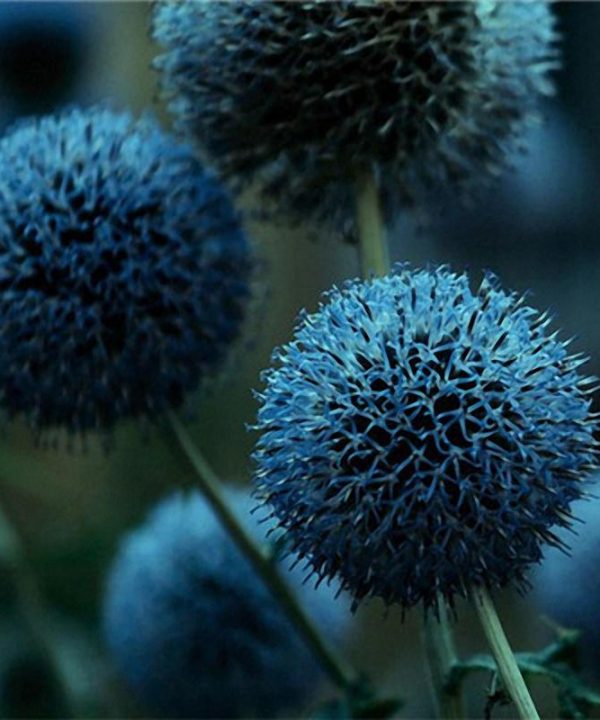 Giant Onion Allium Giganteum Plants Colorful Flower Seeds