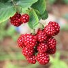 Giant Red Raspberry Seeds, Garden Fruit Plant