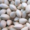 Ginkgo Biloba Seeds Strong Adaptability Garden Fruit Tree
