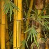 Golden Bamboo Seeds New Sementes Rare Golden Bamboo Tree Seeds