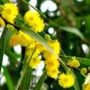 Golden Mimosa Seeds Acacia Baileyana Yellow Wattle Tree Flower S