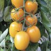 Golden Rave Hybrid Tomato Seeds