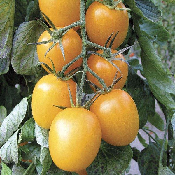 Golden Rave Hybrid Tomato Seeds