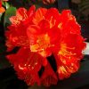Gorgeous Bonsai Seeds Rare Bush Lily Flower Bonsai Seeds