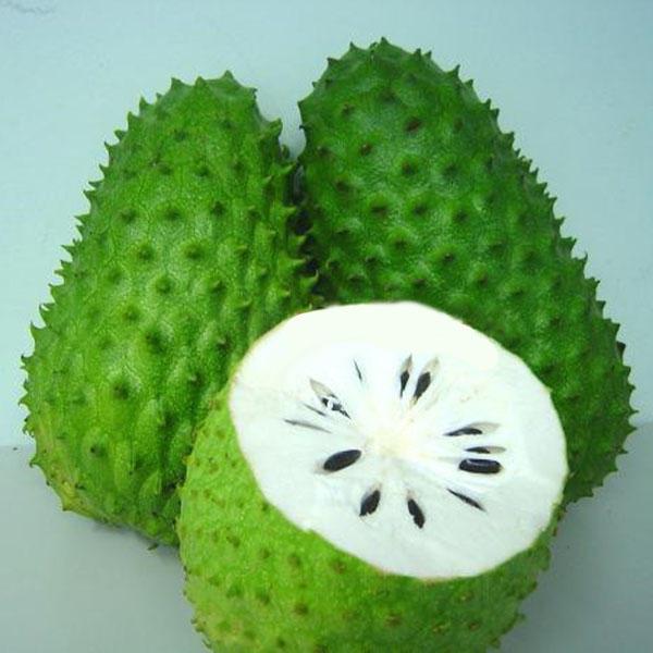 Graviola Guanabana Annona Muricata Garden Rare Fruit Tree Seed
