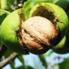 Green Walnut Seeds Chinese Specialty Green Walnut Seeds