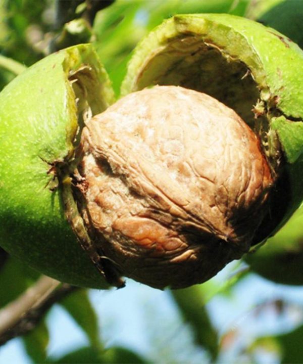 Green Walnut Seeds Chinese Specialty Green Walnut Seeds