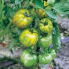Green Zebra Tomato Seeds
