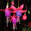 Hanging Flowers Seeds Seasons Easy Kinds Of Lanterns Flowers See