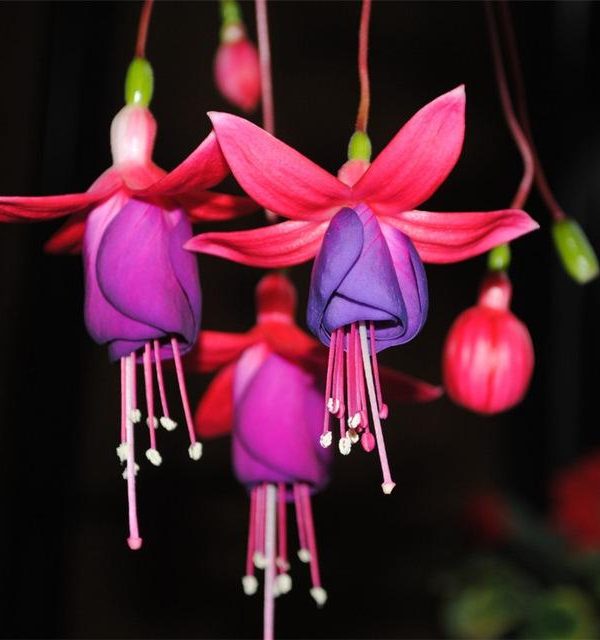 Hanging Flowers Seeds Seasons Easy Kinds Of Lanterns Flowers See
