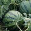 Harvest Moon Seedless Watermelon Seeds