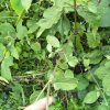 Herb Achyrantheplant bidentata Seeds pregnant cow evening plant