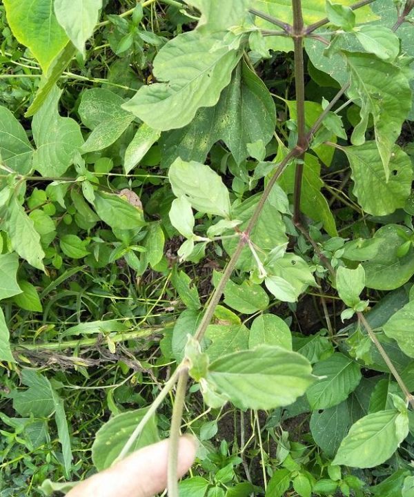 Herb Achyrantheplant bidentata Seeds pregnant cow evening plant