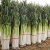 High-yielding Vegetable Seed Customized Made For The Kitchen