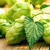 Hops Seeds Humulus Lupulus Brewing Beer Plant Tea Herb