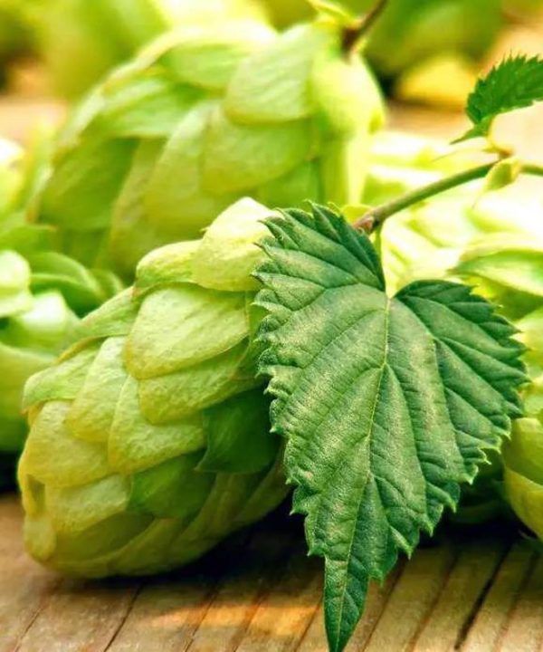 Hops Seeds Humulus Lupulus Brewing Beer Plant Tea Herb