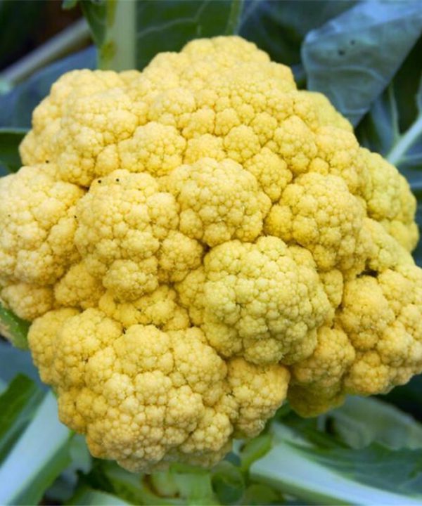 Hot Golden Cauliflower Seeds Healthy Vegetable Seeds