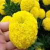 Hot Sale Flower Herb Garden Marigold Chrysanthemum Seeds