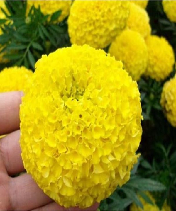 Hot Sale Flower Herb Garden Marigold Chrysanthemum Seeds