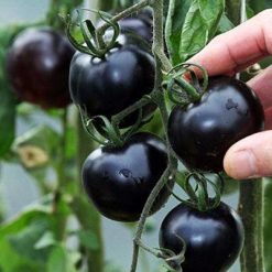 Hot black jade black tomato bonsai organic vegetable Seeds