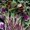 Hot red willow amaranth seeds vegetable Seeds