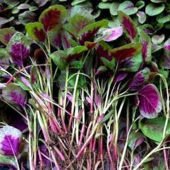 Hot red willow amaranth seeds vegetable Seeds