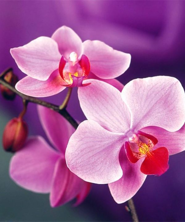 Indoor Balcony Office Rare Orchid Seeds Phalaenopsis Orchid Seed
