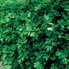 Italian Flat Leaf Organic Parsley Seeds
