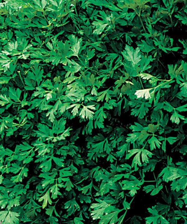 Italian Flat Leaf Organic Parsley Seeds