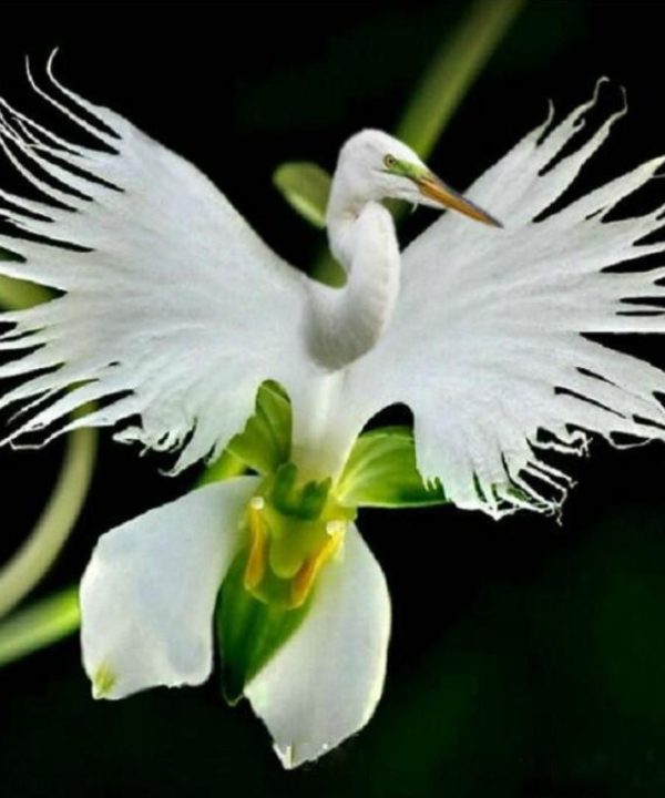 Japanese Egret Flowers Seeds White Egret Orchid Seed