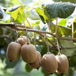 Kiwi Fruit Seeds For DIY Home Garden