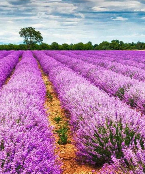 Lavender Seeds Plant Four Seasons Potted Plant Varieties Flower