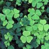 Lettuce Leaf Basil Seeds