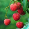 Litchi Seeds Seeds Summer Delicious Fruit Litchi Seeds